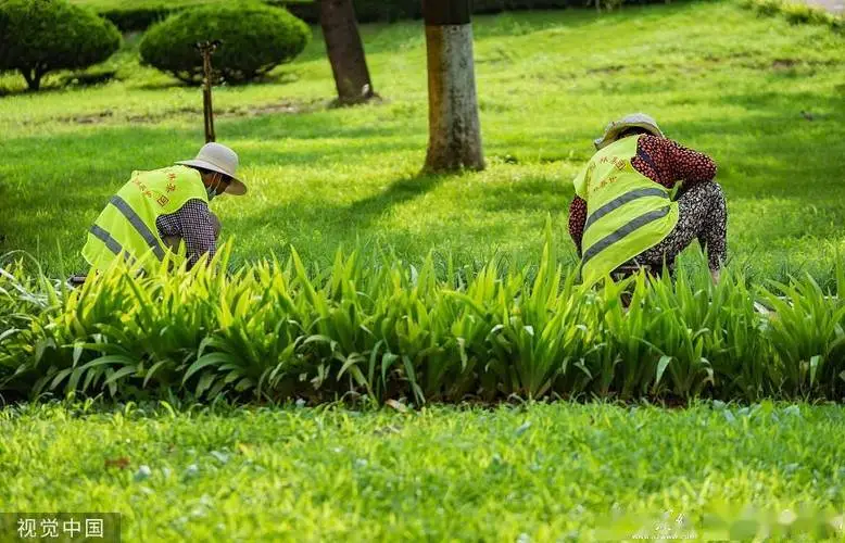 如何选择适合公共场所种植的绿化苗木？